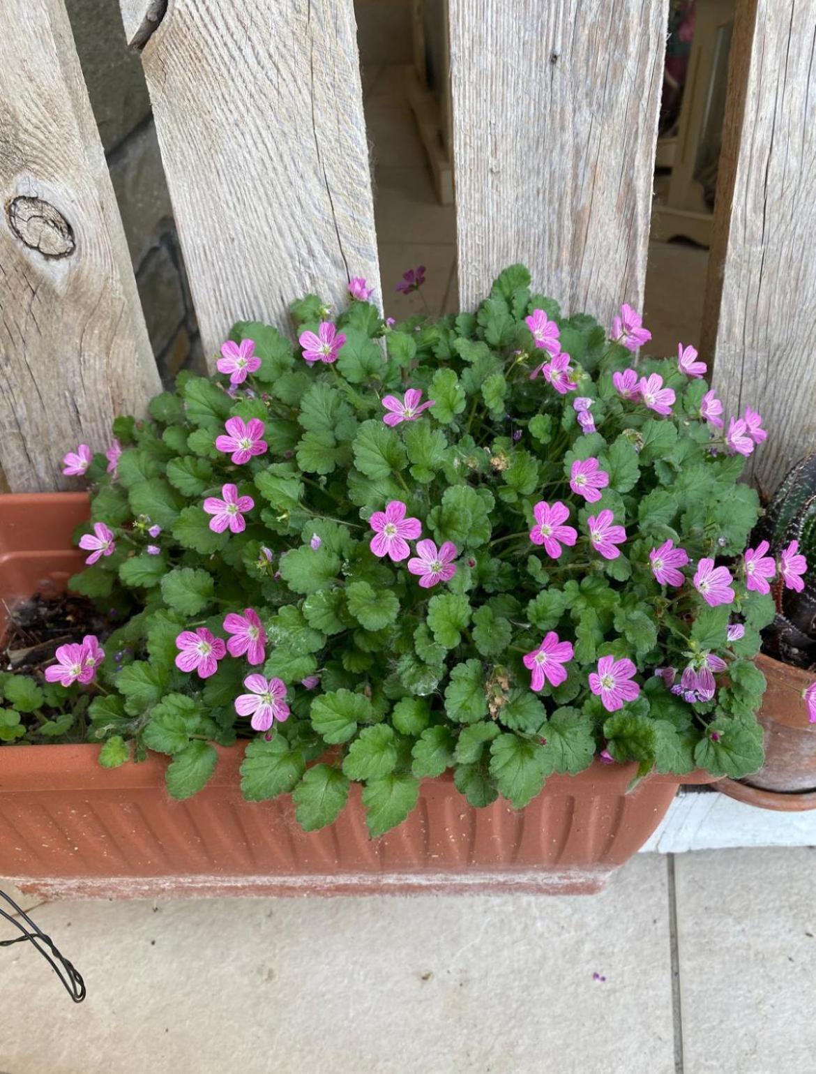 פסקיארה דל גארדה Orchidea Del Garda Rooms & Apartments מראה חיצוני תמונה
