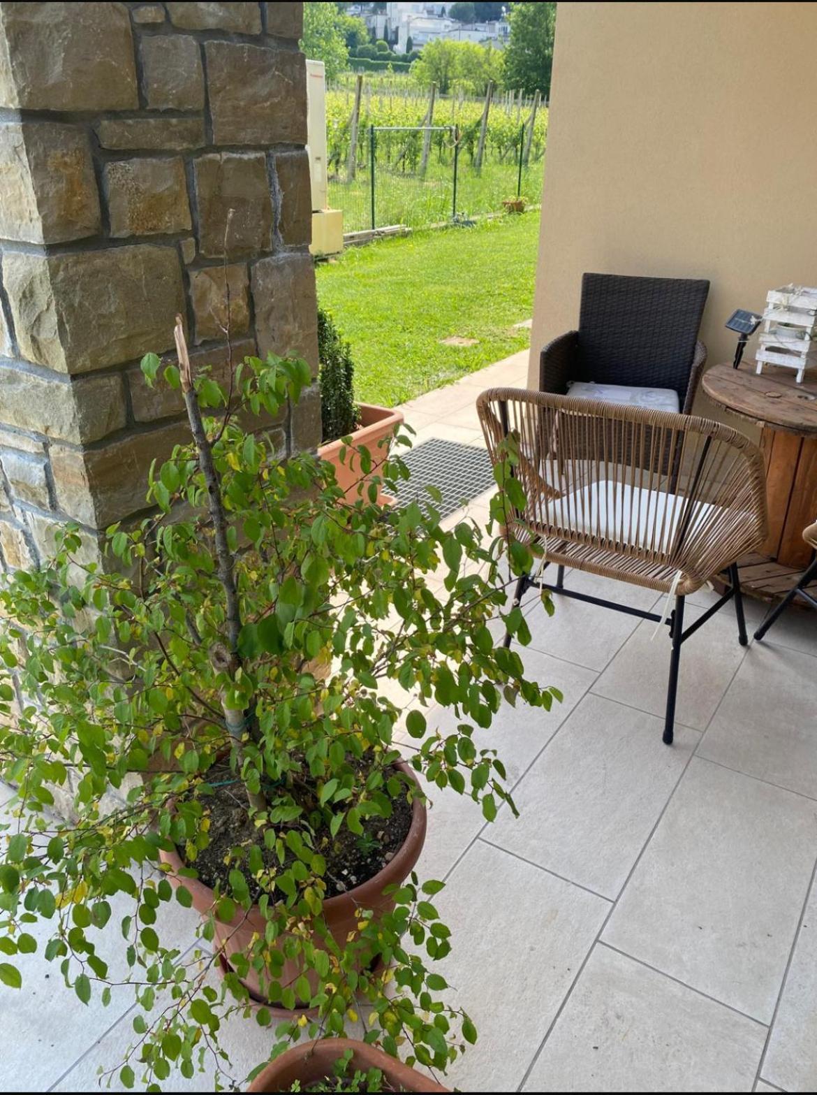 פסקיארה דל גארדה Orchidea Del Garda Rooms & Apartments מראה חיצוני תמונה